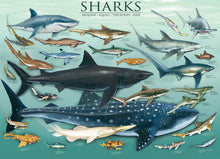 Load image into Gallery viewer, Sharks 1000-Piece Puzzle