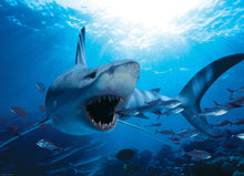 Load image into Gallery viewer, Hungry Shark 1000-Piece Puzzle