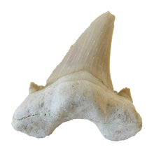 Load image into Gallery viewer, Lamna Obliqua Fossilized Shark Tooth