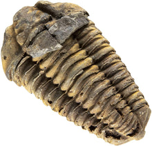 Load image into Gallery viewer, Trilobite Fossil