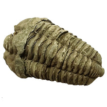 Load image into Gallery viewer, Trilobite Fossil