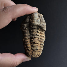 Load image into Gallery viewer, Trilobite Fossil