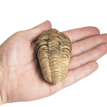 Load image into Gallery viewer, Trilobite Fossil