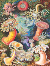 Load image into Gallery viewer, Sea Anemones 1,000 pc Puzzle
