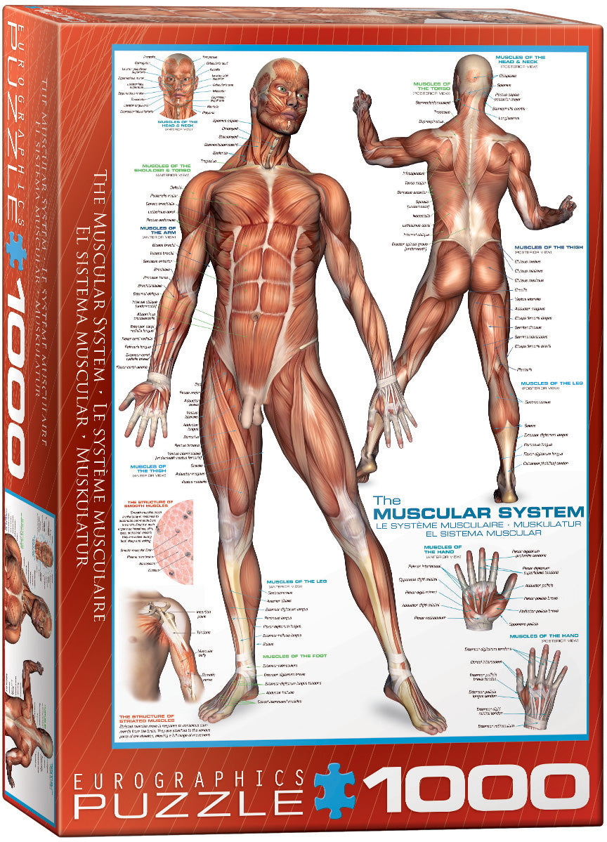 The Muscular System 1,000 Piece Puzzle