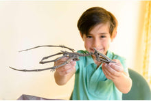 Load image into Gallery viewer, 4M KidzLabs Dig a Dinosaur Skeleton - Pteranodon
