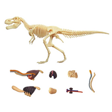 Load image into Gallery viewer, 4D Vision T-Rex Model
