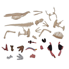 Load image into Gallery viewer, 4D Vision T-Rex Model
