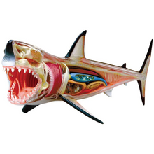 Load image into Gallery viewer, 4D Vision Great White Shark Model Kit
