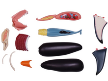 Load image into Gallery viewer, 4D Vision Great White Shark Model Kit
