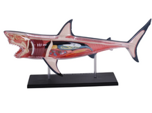 Load image into Gallery viewer, 4D Vision Great White Shark Model Kit
