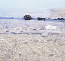 Load image into Gallery viewer, Blacktip Reef Shark Toy - Safari Ltd
