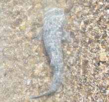 Load image into Gallery viewer, Whale Shark Toy - Safari Ltd
