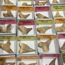 Load image into Gallery viewer, Fossilized Shark Tooth - Choose Your Size!
