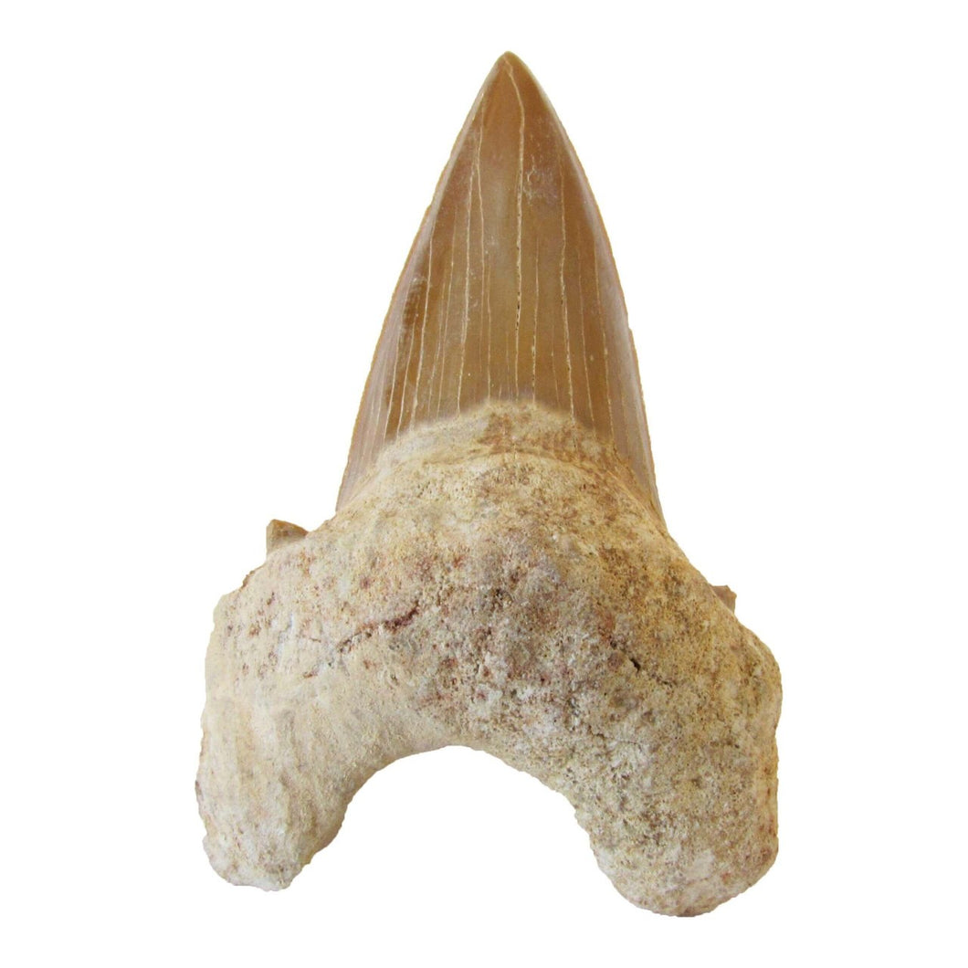 Lamna Obliqua Fossilized Shark Tooth